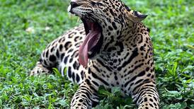 Reflexiones sobre la economía jaguar