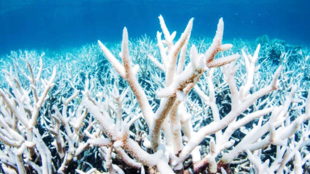 La decoloración puede provocar la muerte de los corales pero es un fenómeno reversible aseguran los científicos. Foto> AFP