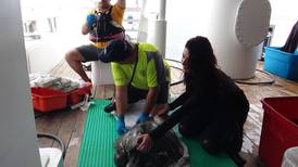 Tortuga recibió atención médica en Isla del Coco tras sufrir posible ataque de tiburón
