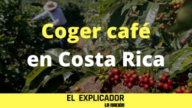Costa Rica tiene alto desempleo pero también falta mano de obra para coger café: ¿qué pasa realmente?