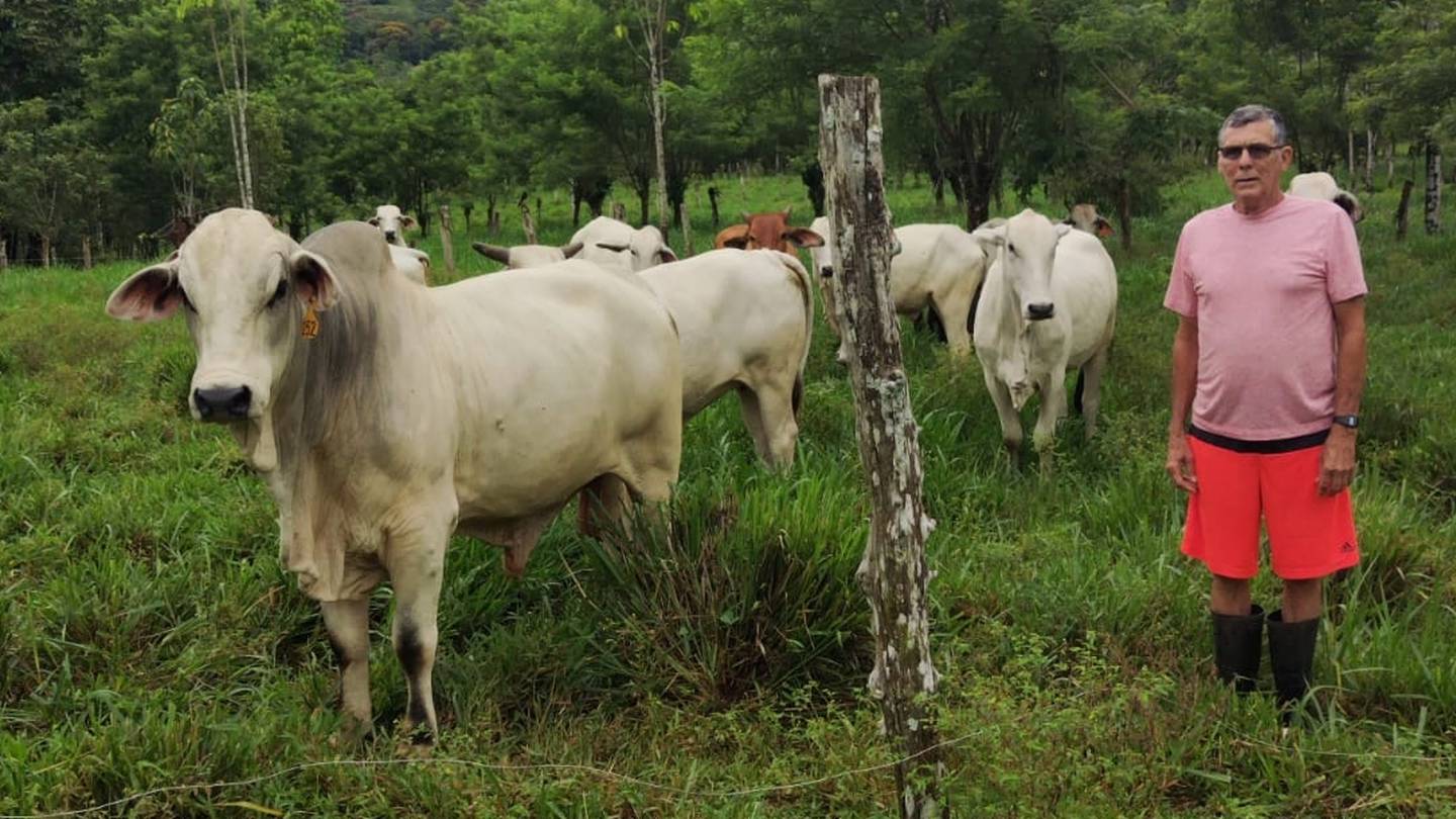 El pasado 23 de julio el toro Macho salvó a sus 30 vacas de las cabezas de agua del río Aguas Zarcas.  En la foto, don Eliécer Rojas , dueño de Macho.