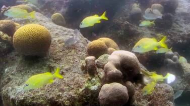 Nieto de Cousteau e impresión 3D se unen para preservar el coral caribeño