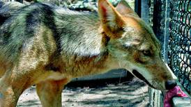 El coyote Willy es nuevo inquilino del refugio de Santa Ana