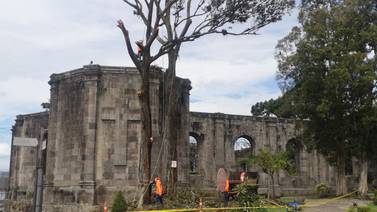 Municipalidad de Cartago se trae abajo árboles enfermos de Plaza Mayor y Las Ruinas