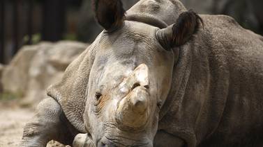 Tribunal sudafricano autoriza el comercio de cuernos de rinoceronte