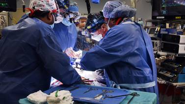 Cirujanos estadounidenses trasplantan con éxito un corazón de cerdo a una persona
