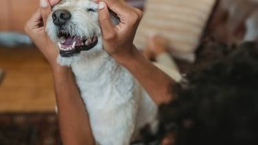 Mascotas vacunadas, hogares limpios y dueños sanos