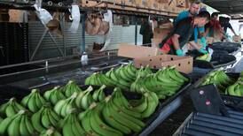 Industria bananera de Costa Rica exige mejores precios a los mercados europeos 