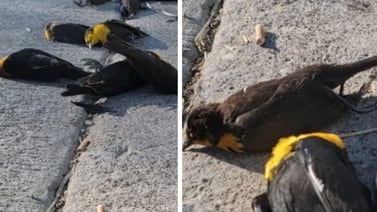 Decenas de pájaros murieron misteriosamente en pleno vuelo en México
