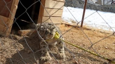 Autoridades de Afganistán encuentran un raro ejemplar de leopardo de las nieves