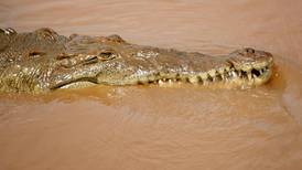 Sinac urge respetar el hábitat natural de los cocodrilos para evitar ataques mortales