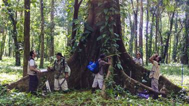 Bosques de Costa Rica guardan 2.950 millones de toneladas de carbono