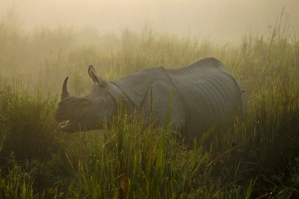 En 1960, unos 100.000 rinocerontes negros vivÃ­an en Ãfrica. En 2016 habÃ­a menos de 28.000 rinocerontes de todas las especies en Ãfrica y Asia, segÃºn un informe de la ONU (AP Photo/Anupam Nath, File)