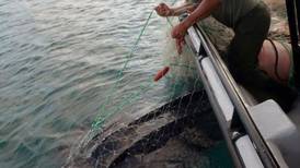 Guardaparques liberan tortuga atrapada en malla de pesca