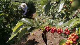 Icafé y Starbucks investigarán café resistente a enfermedades y cambio climático