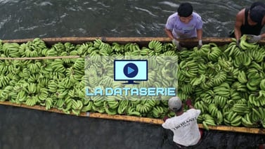 Economía del banano: ¿cuáles cantones de Costa Rica son los mayores productores por valor de esta fruta?