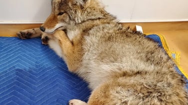 Hombre rescató a un coyote pensando que era un perro en Canadá