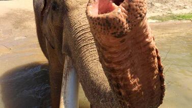 Sacrifican a elefante de 50 años en zoológico de San Diego