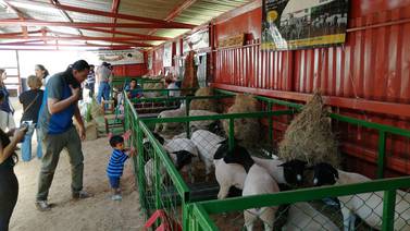 Una carrera de ovejas lo espera este domingo en Cartago
