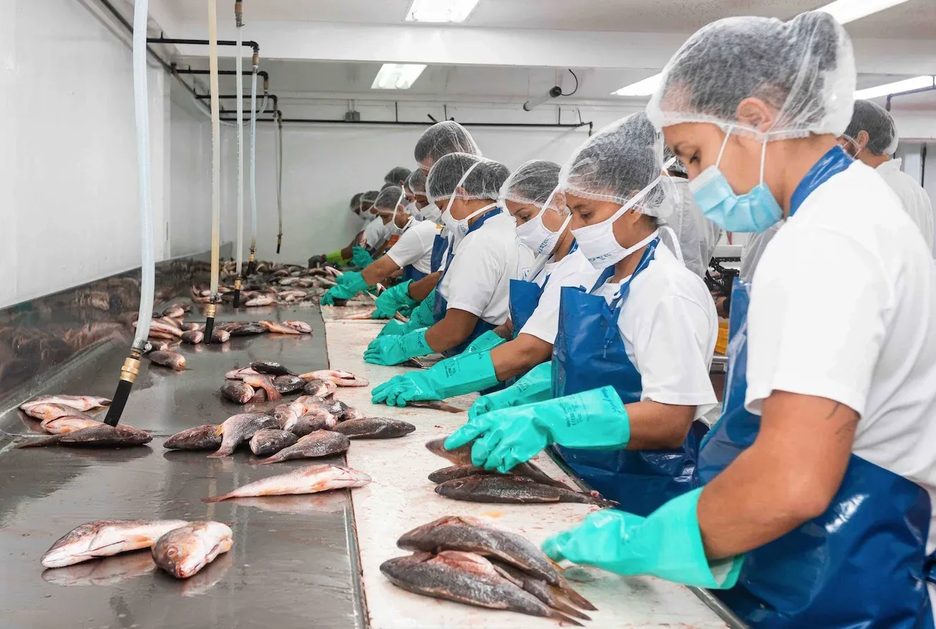 El consumo anual de productos pesqueros por costarricense, según datos del Instituto Costarricense de Pesca y Acuicultura (Incopesca) es de 6,3 kilogramos de pescad. Planta de la empresa Martec. Fotografía con fines ilustrativos. Cortesía. 
