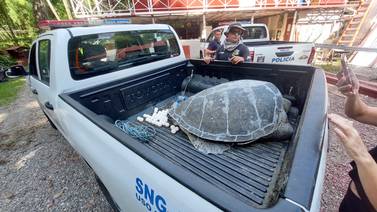 Autoridades rescatan diez tortugas verdes, víctimas de caza ilegal en Limón
