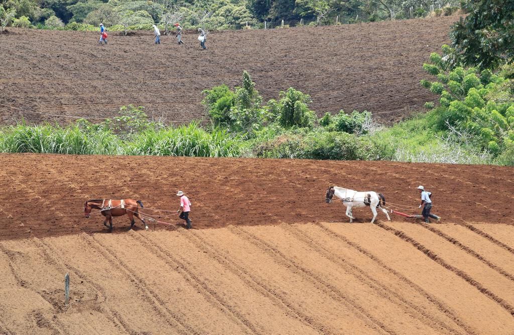 Cantones al sureste de Cartago tienen influencia del Caribe. Agricultores de Pacayas de Alvarado preparan los surcos para la siembra, con la incertidumbre sobre lo que vendrá. Foto: Rafael Pacheco.