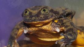 La rana Romeo busca un amor para preservar su especie en Bolivia