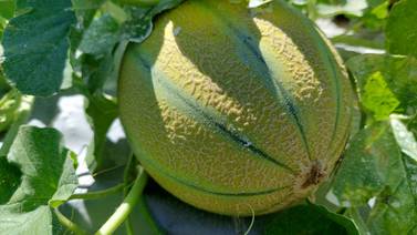 Meloneros temen repercusiones comerciales por rechazo de fruta en Alemania y reprochan escasa asistencia técnica