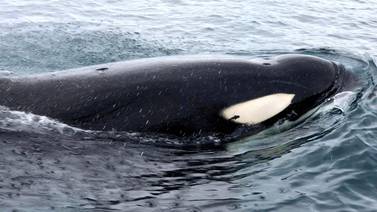 ¿Qué está pasando con las orcas?
