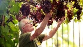Se empeñó en desarrollar uvas en Costa Rica y hoy Italia se lo reconoce