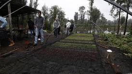 Los vegetales de Xochimilco llegan a los restaurantes finos de la Ciudad de México