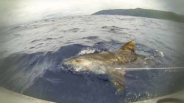    7 tiburones aparecen muertos en Isla del Coco 