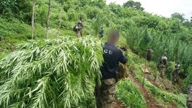 Policías erradican más de 65.000 matas de marihuana encontradas en la montaña