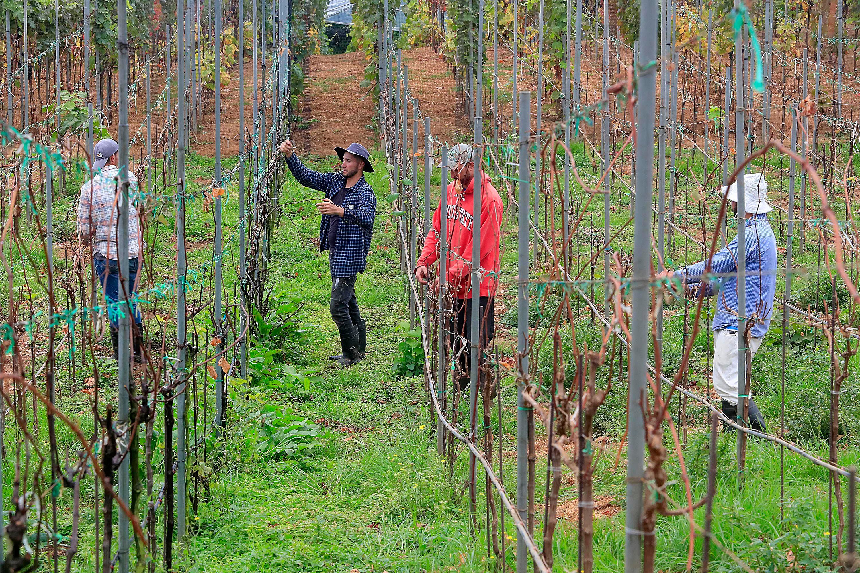 Empleados de la empresa Copey Estate Winery, ubicada a 2.300 msnm, en el cantón de Dota, mientras realizan sus actividades cotidianas en los días previos a la cosecha (vendimia) programada para inicios de julio. 