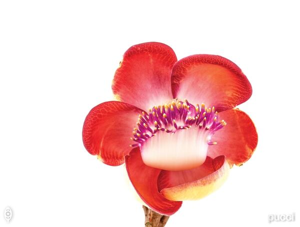 El libro “Flor de madera” nos lleva a la intimidad de los árboles