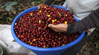 Café es el nuevo símbolo nacional de Costa Rica