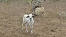 Sequía deja secuelas en ganado del norte
