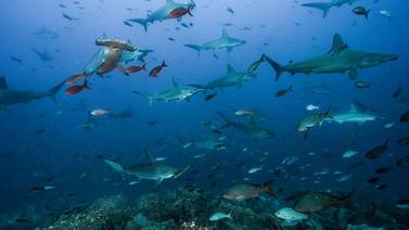 MarViva cuestiona cambio de Costa Rica en defensa de tiburones y rayas