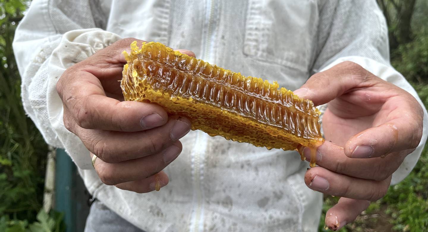 Andrés Aragonés Villalobos, dueño de Finca Ana en San Carlos, explicó que las mieles adquieren su característico saber en función del tipo de flores que visitaron las abejas. Fotografía: Juan Fernando Lara S.