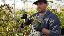 Productores de cannabis en Nueva York atrapados por fallos en la legislación