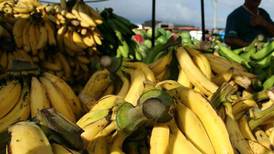 Estudio de mercado pronostica alzas en precio del plátano