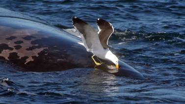 Gaviotas atacan ballenatos para alimentarse de su grasa