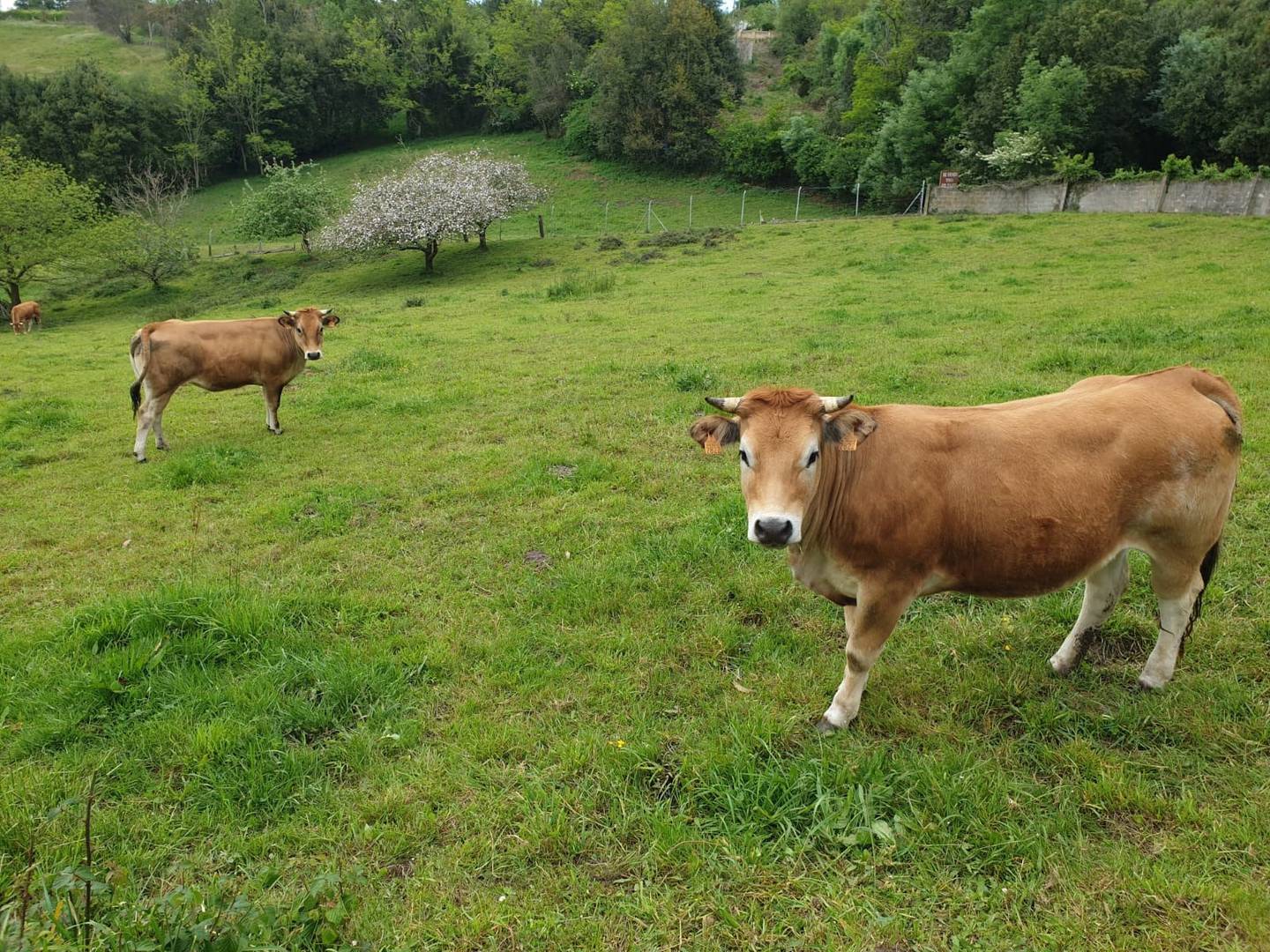 Agricultores y ganaderos españoles criticaron la intención de acelerar la firma del acuerdo comercial con el Mercosur, sin contar con estudios del posible impacto. En la imagen, 
vacas en la región de Asturias. Foto: Europa Press.