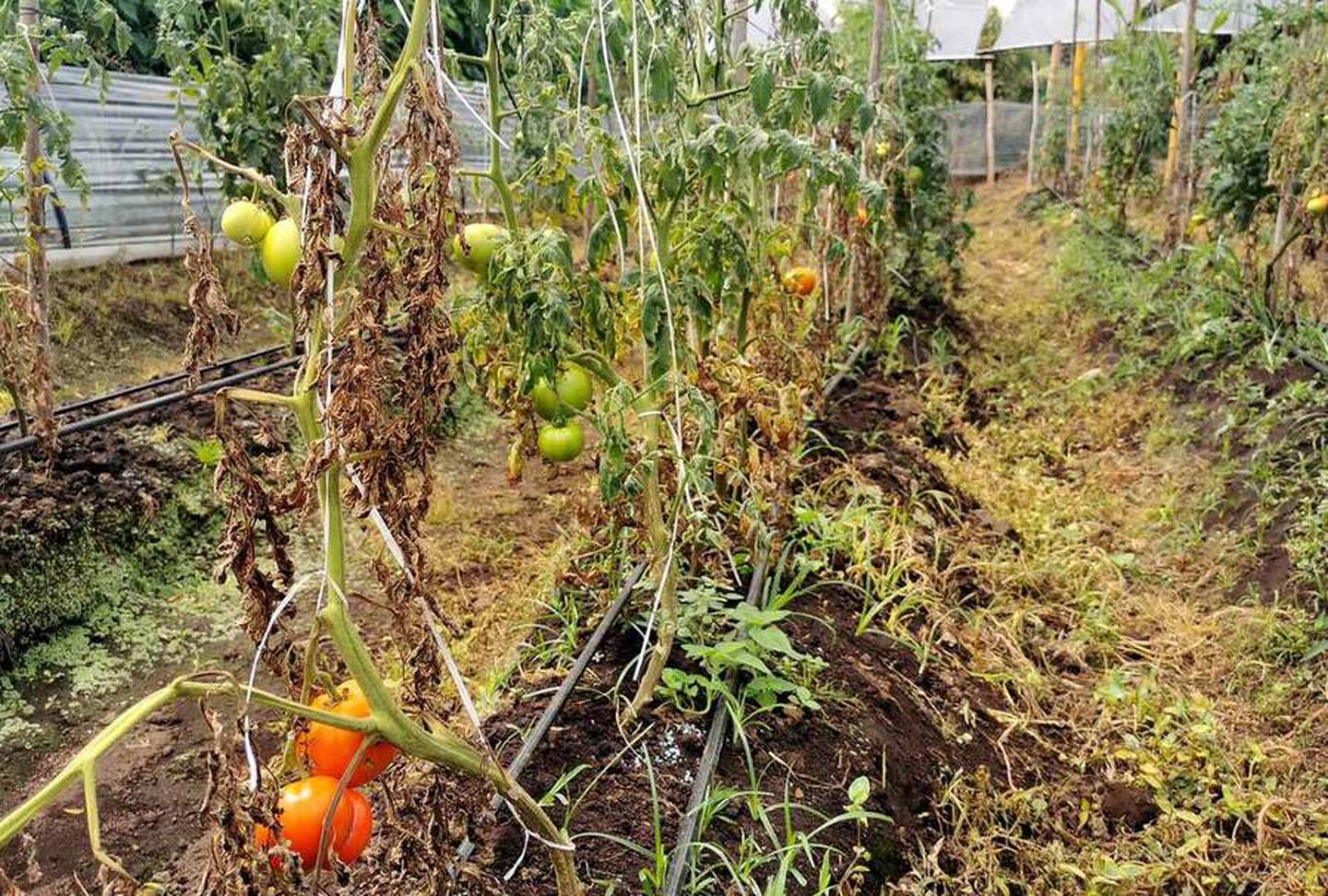 El tomate acorazado es un tomate híbrido creado en la estación experimental Fabio Baudrit de la Universidad de Costa Rica.

Fotografía: Pablo Mora Vargas / UCR