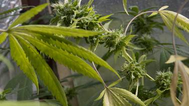 ‘Autoconsumo y autocultivo (de cannabis) no fue discutido’, alega Gobierno 