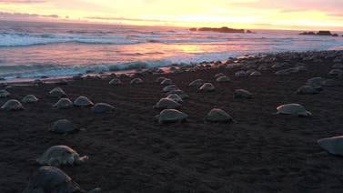 Sala IV anula ley sobre labor comunal en conservación de tortugas en Ostional