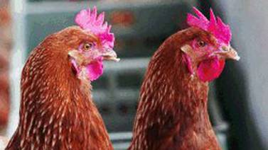 Foco de gripe aviaria en Holanda: sacrificadas 190.000 gallinas y pollos