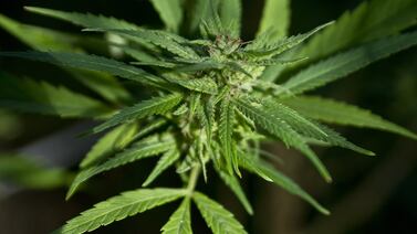 Connecticut está cerca de aprobar la marihuana medicinal para menores
