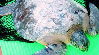 Científicos rastrean tres tortugas en Isla del Coco