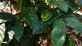 Icafé teme ataque de nueva raza de roya en plantas tolerantes